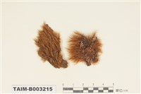 藏品(曲尾苔科)的圖片